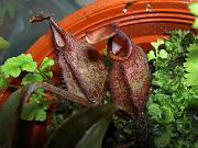 Nepenthes tobaica x rafflesiana 2